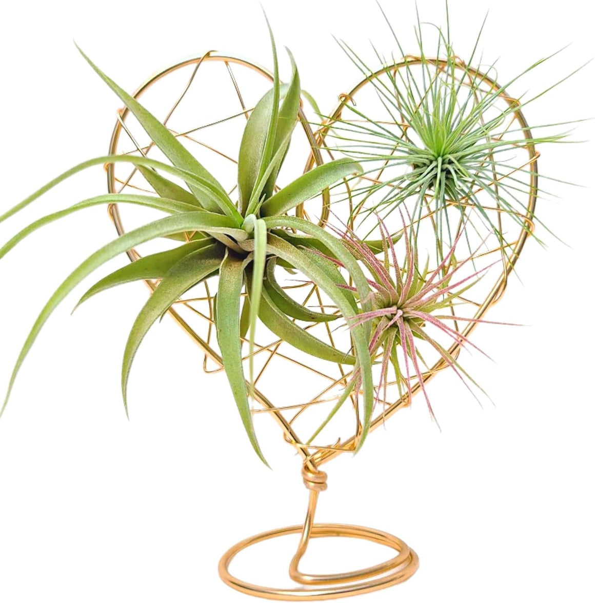 Gold Wire Heart Display with 3 Air Plants