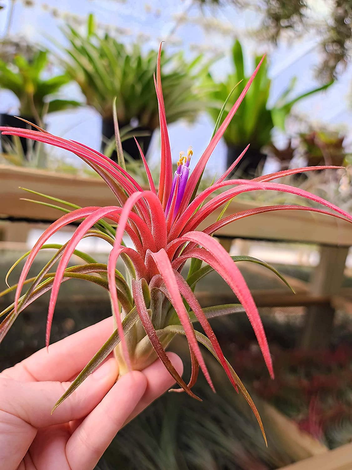 most expensive air plant Victoriana Air Plant