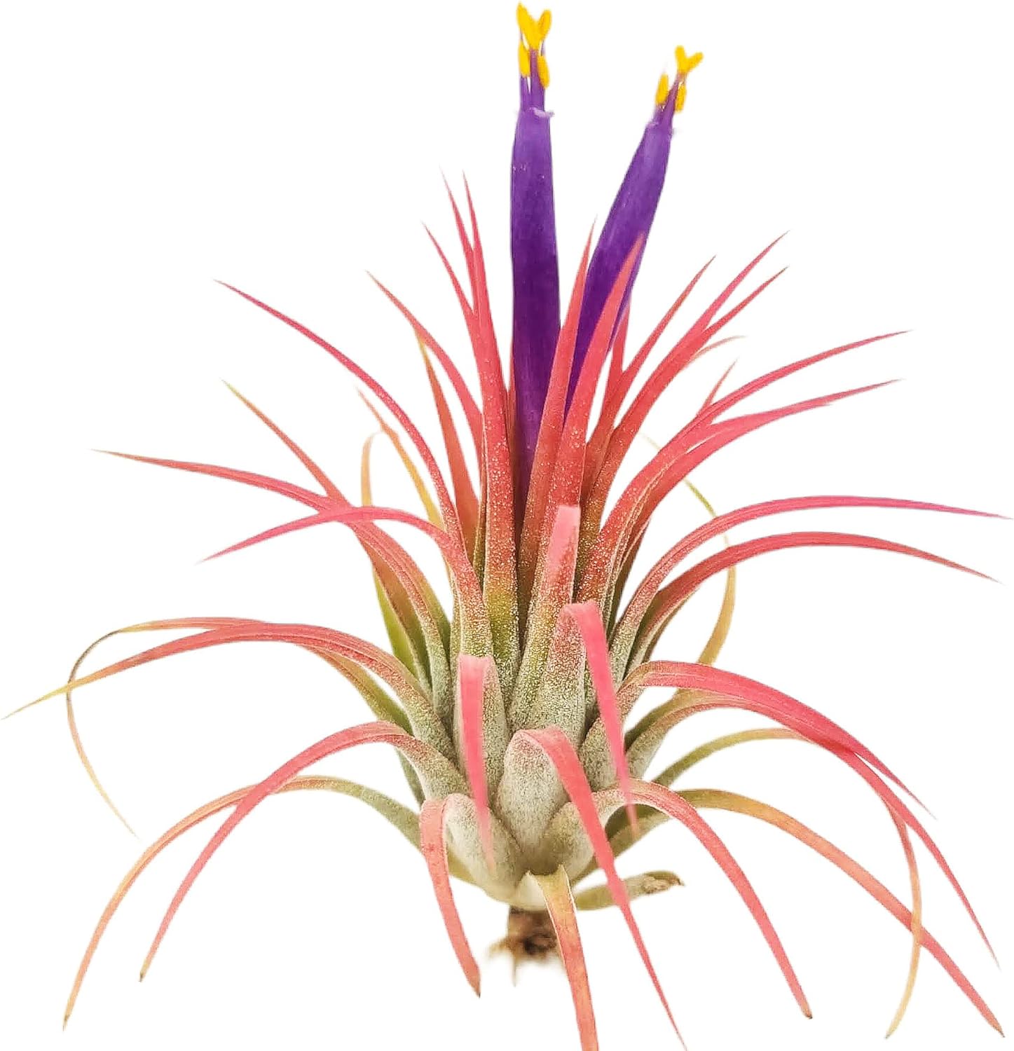 rubra air plant care Ionantha Rubra Air Plant (Medium)