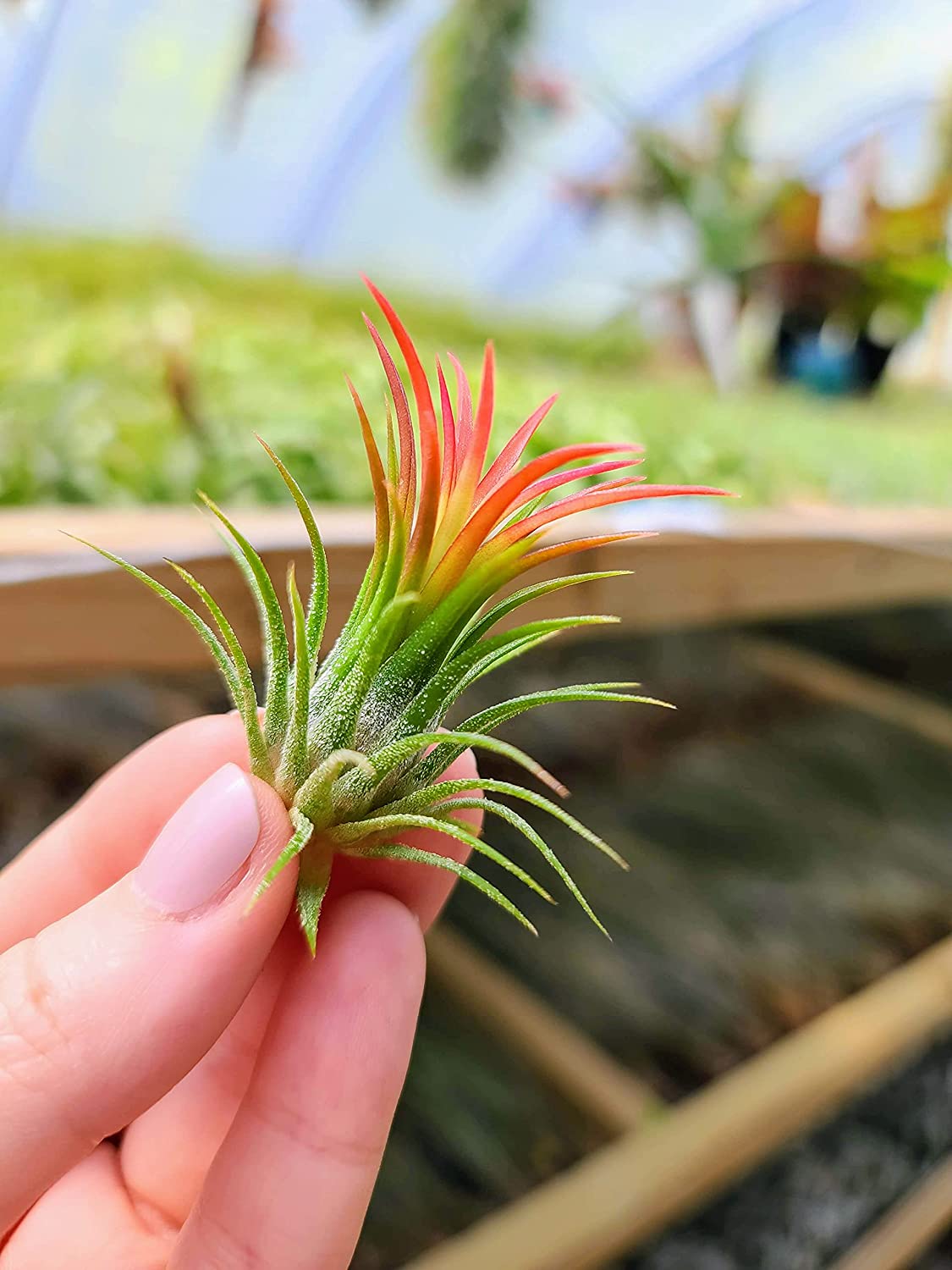 ionantha air plants Colorful Air Plant Hand Selected Fast Growing Easy Care Low Maintenance Indoor Outdoor Houseplant Succulents Tillandsia Ionantha Fuego Awesome