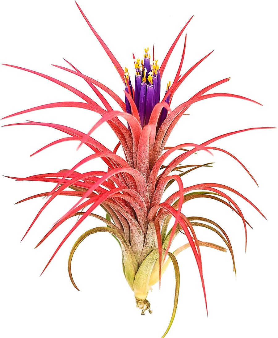 Victoriana Air Plant