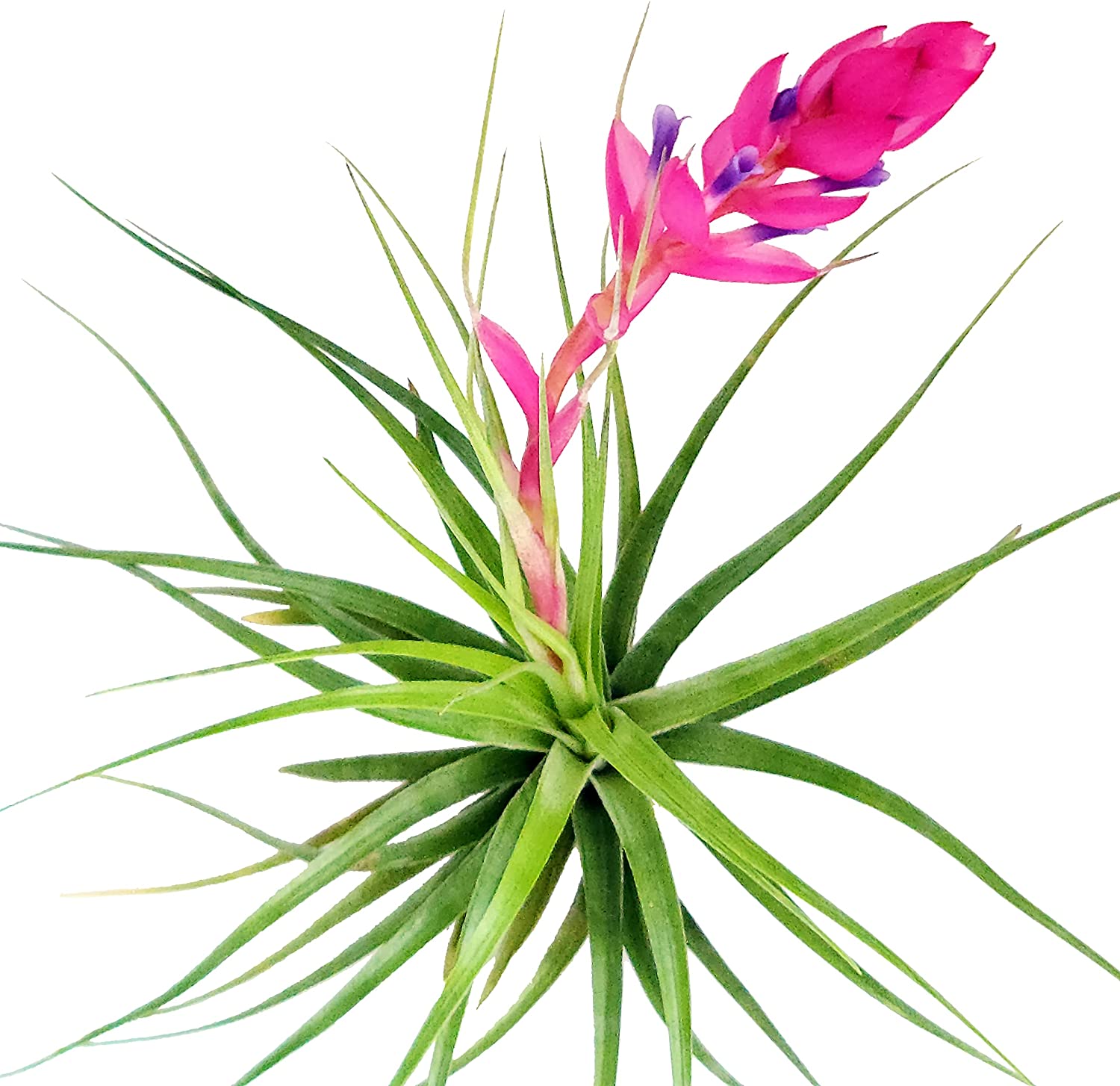 air plant garland Stricta Air Plant