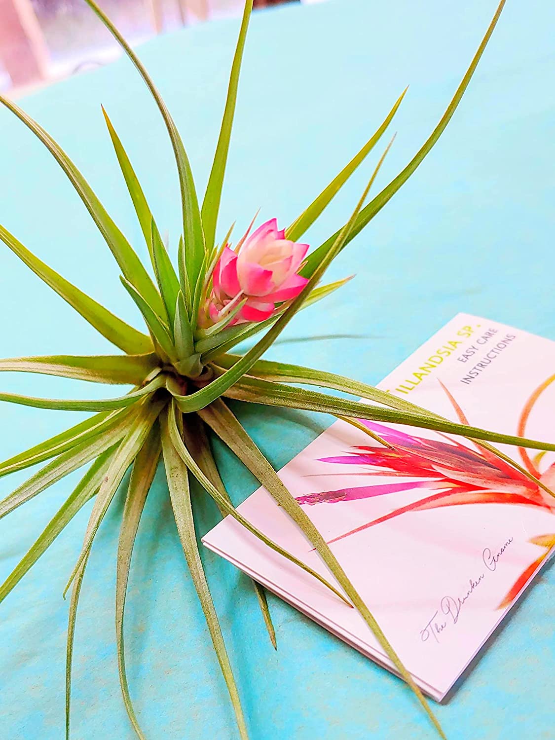 stricta air plant care Stricta Air Plant