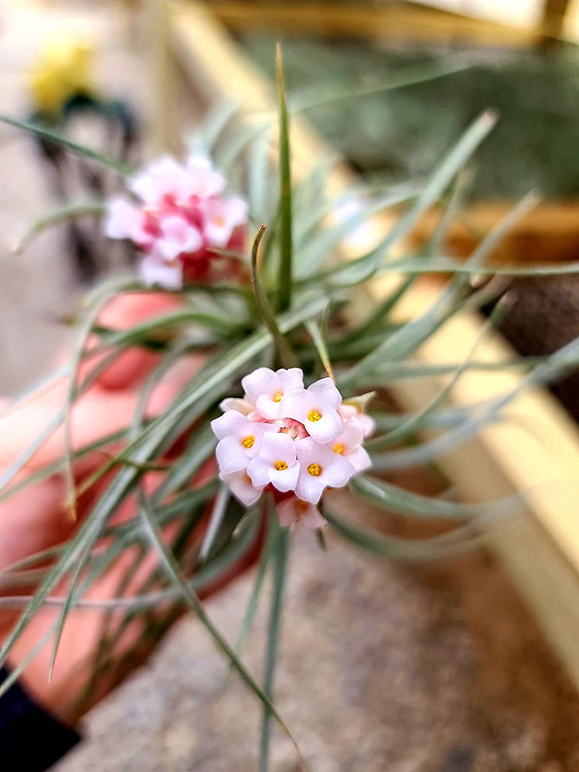 air plant with pink flower Hybrid No. 1 Air Plant