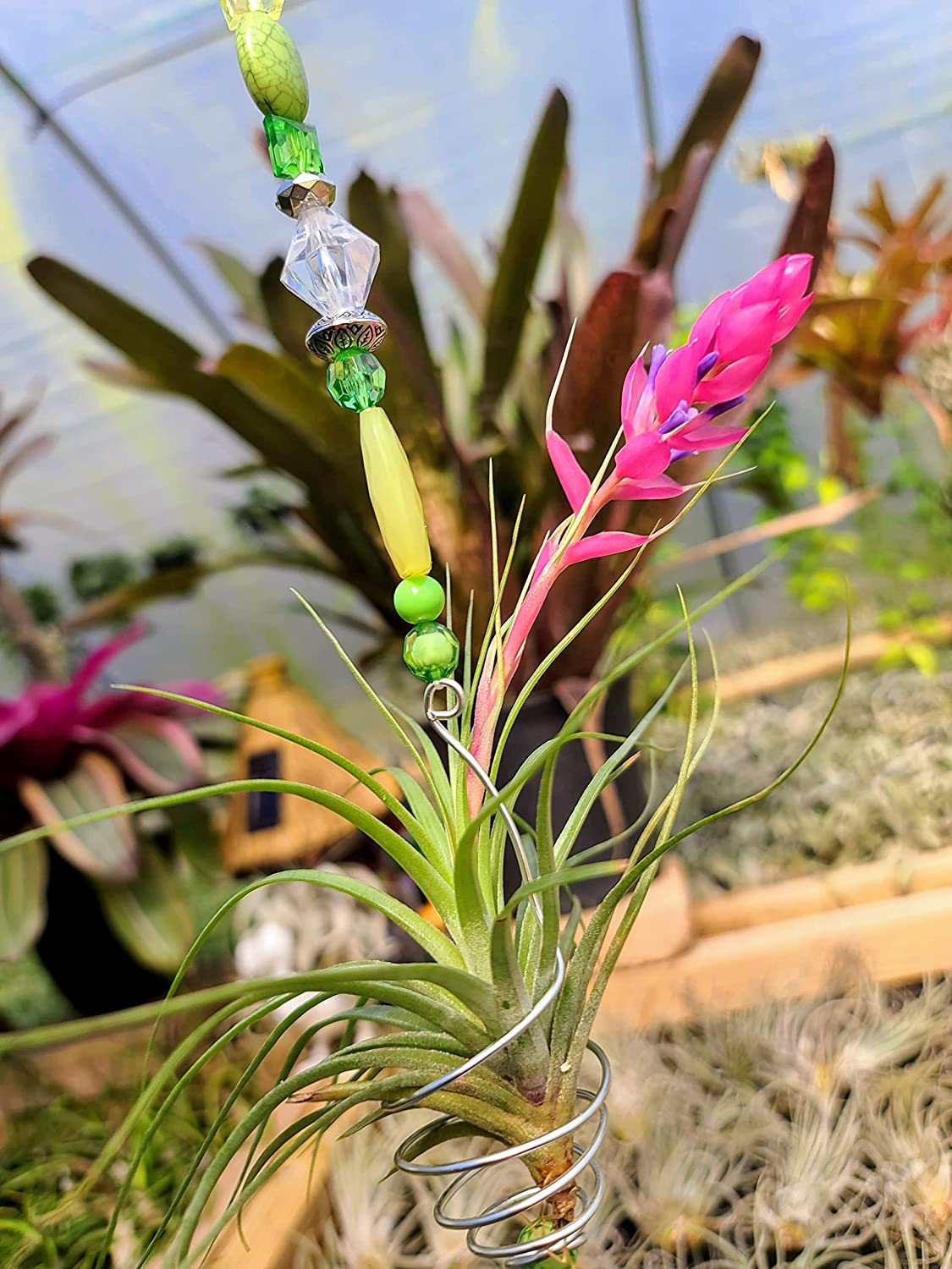 stricta air plant Stricta Air Plant