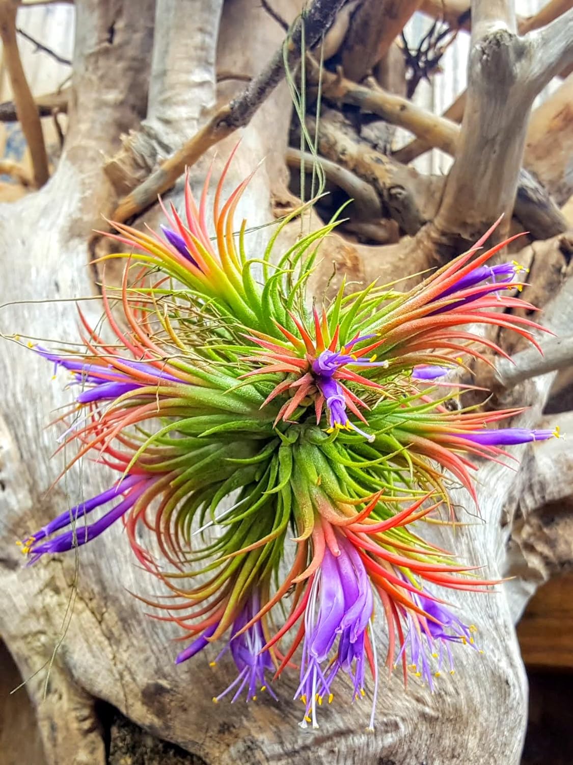 air plant medium Ionantha Rubra Air Plant (Medium)