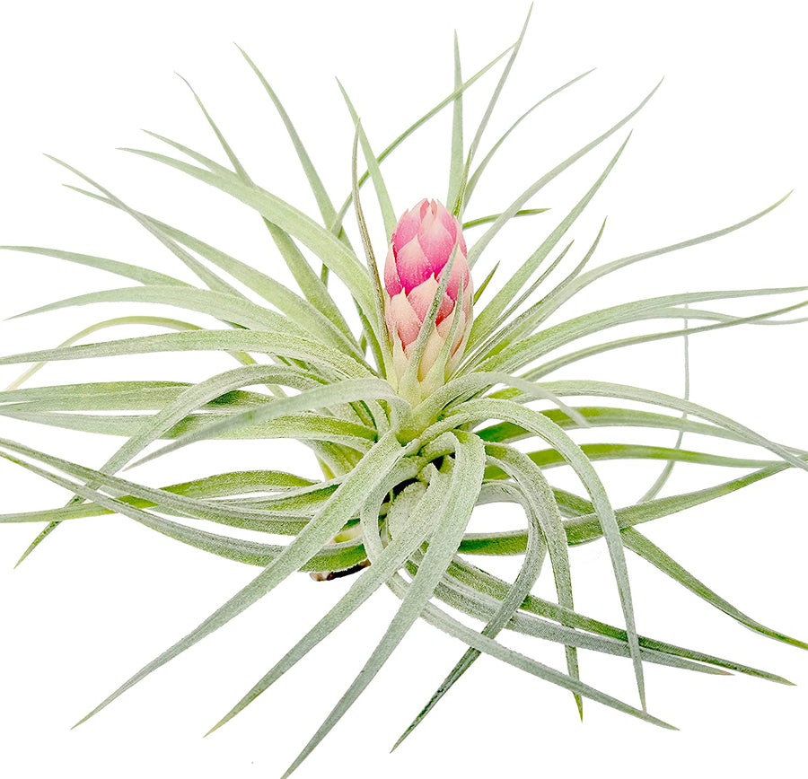Hybrid No. 1 Air Plant