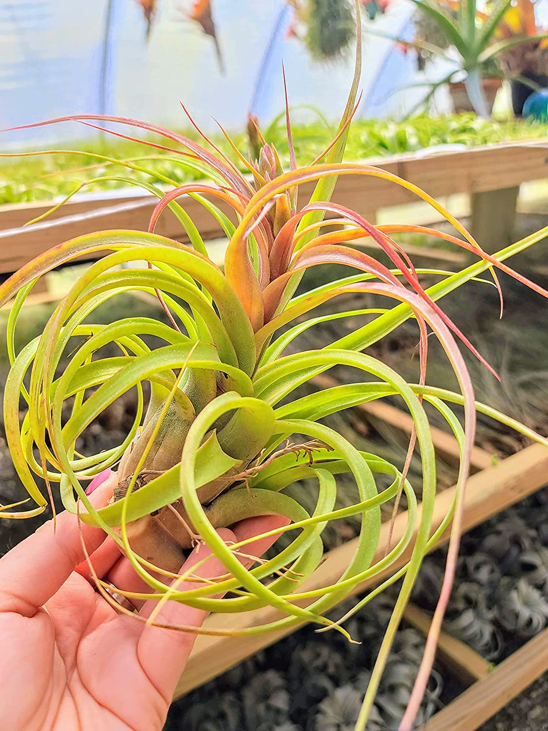 air plant streptophylla Streptophylla Hybrid Air Plant (Large)