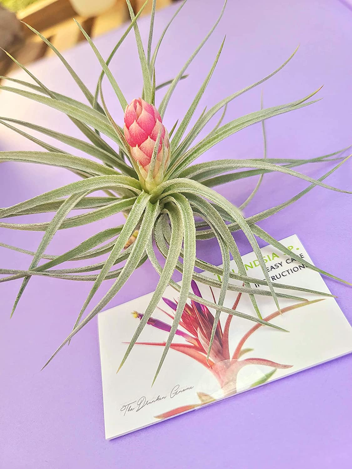air plants san antonio Hybrid No. 1 Air Plant