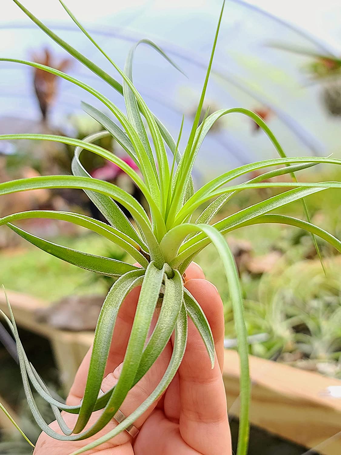 stricta green air plant Stricta Air Plant