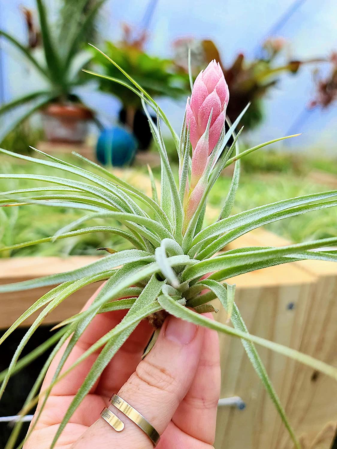 air plants santa barbara Hybrid No. 1 Air Plant