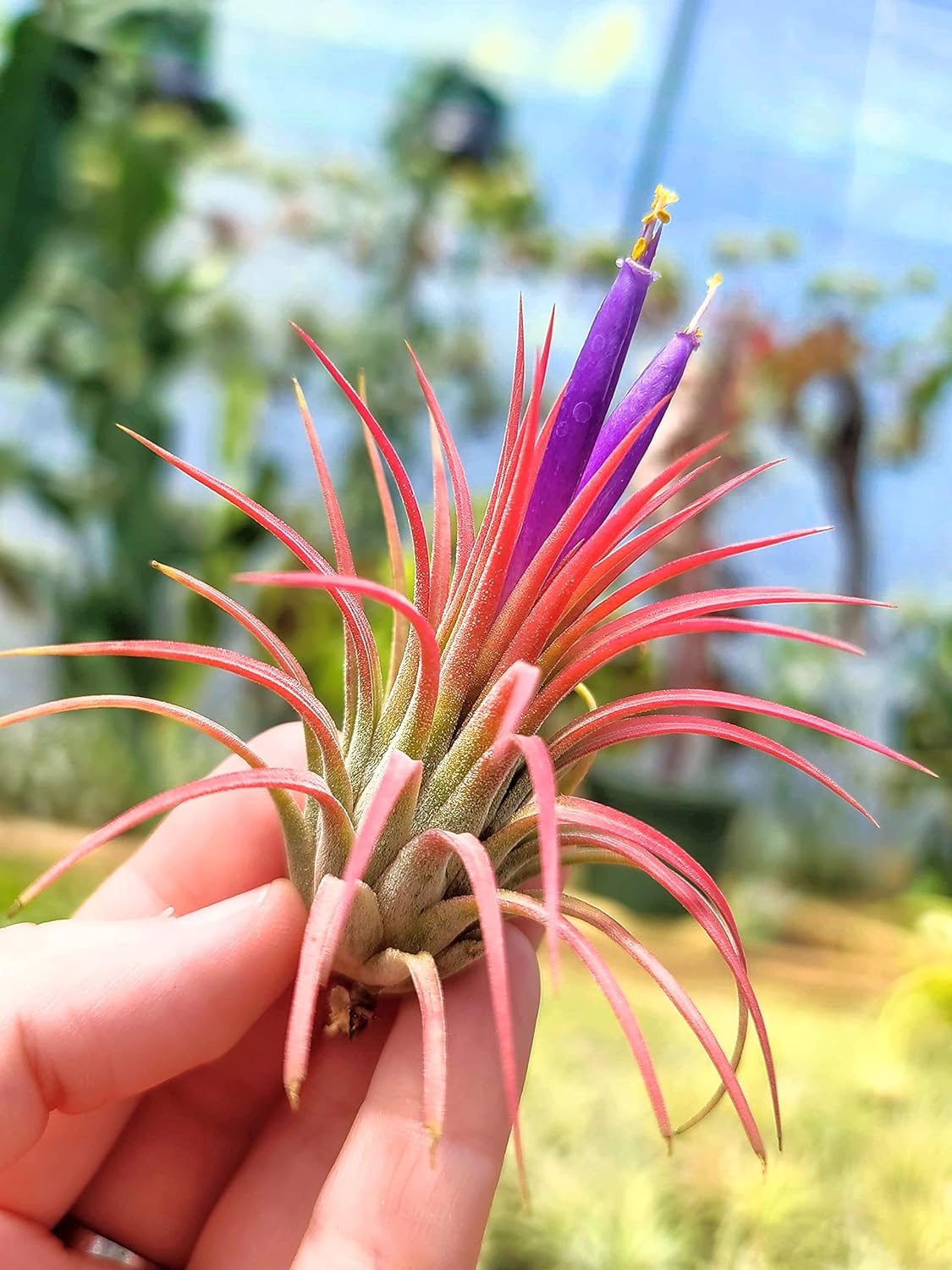 air plant medium Ionantha Rubra Air Plant (Medium)