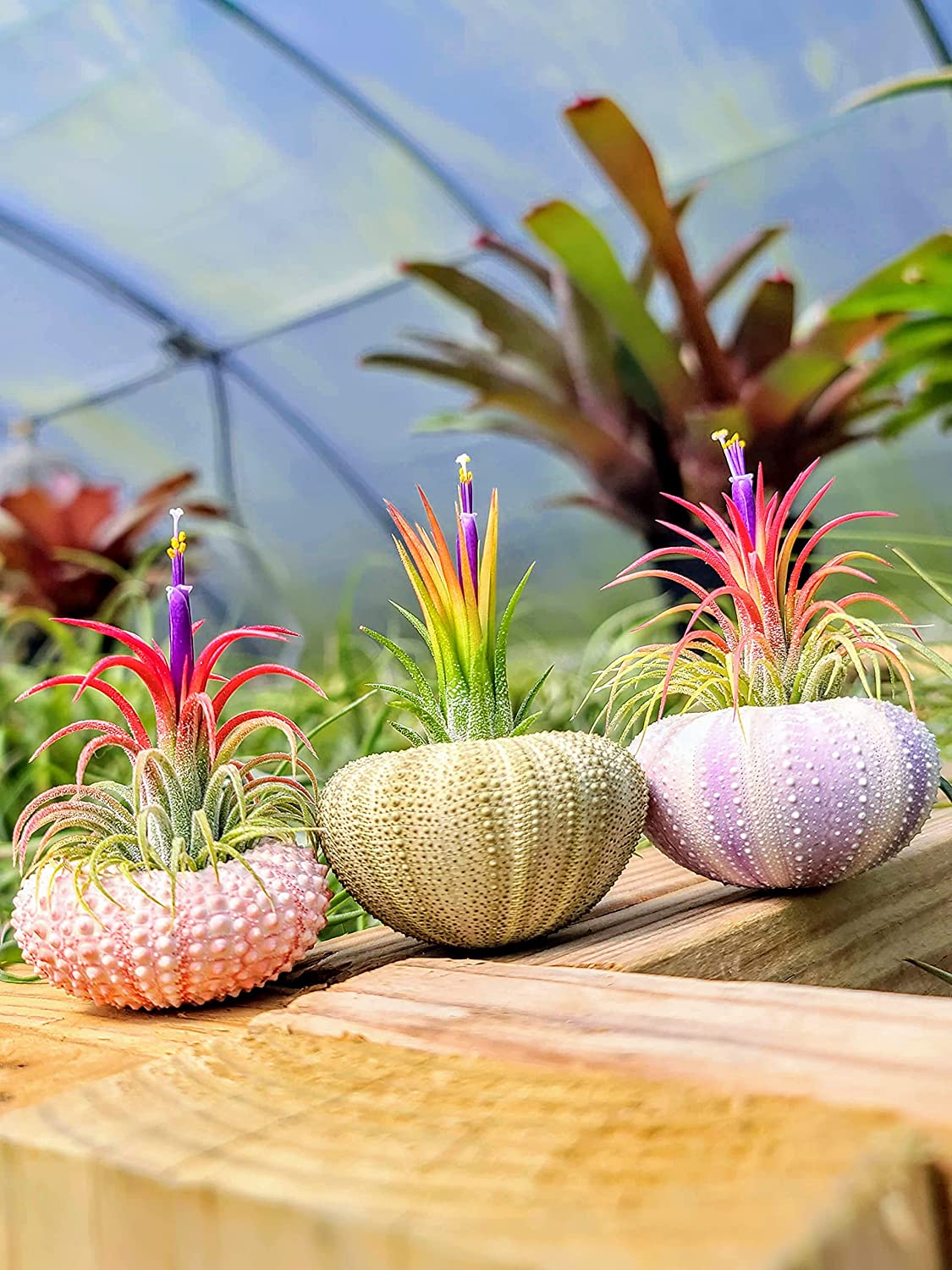 air plants phoenix Colorful Air Plant Hand Selected Fast Growing Easy Care Low Maintenance Indoor Outdoor Houseplant Succulents Tillandsia Ionantha Fuego Awesome