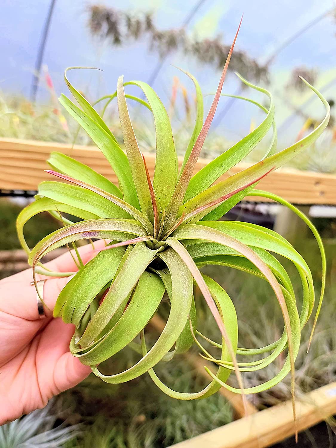 streptophylla air plant Streptophylla Hybrid Air Plant (Large)