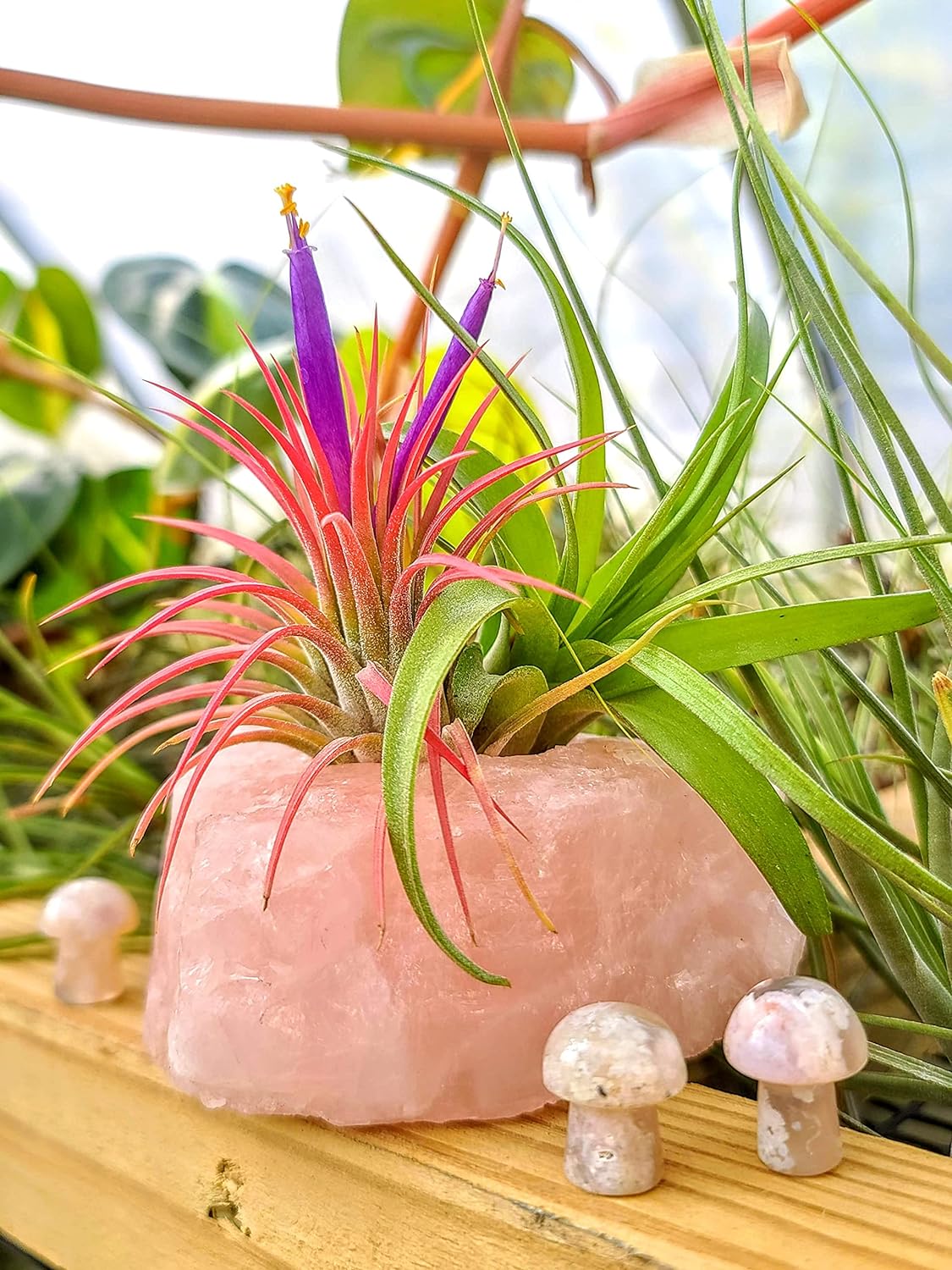 air plant rubra Ionantha Rubra Air Plant (Medium)