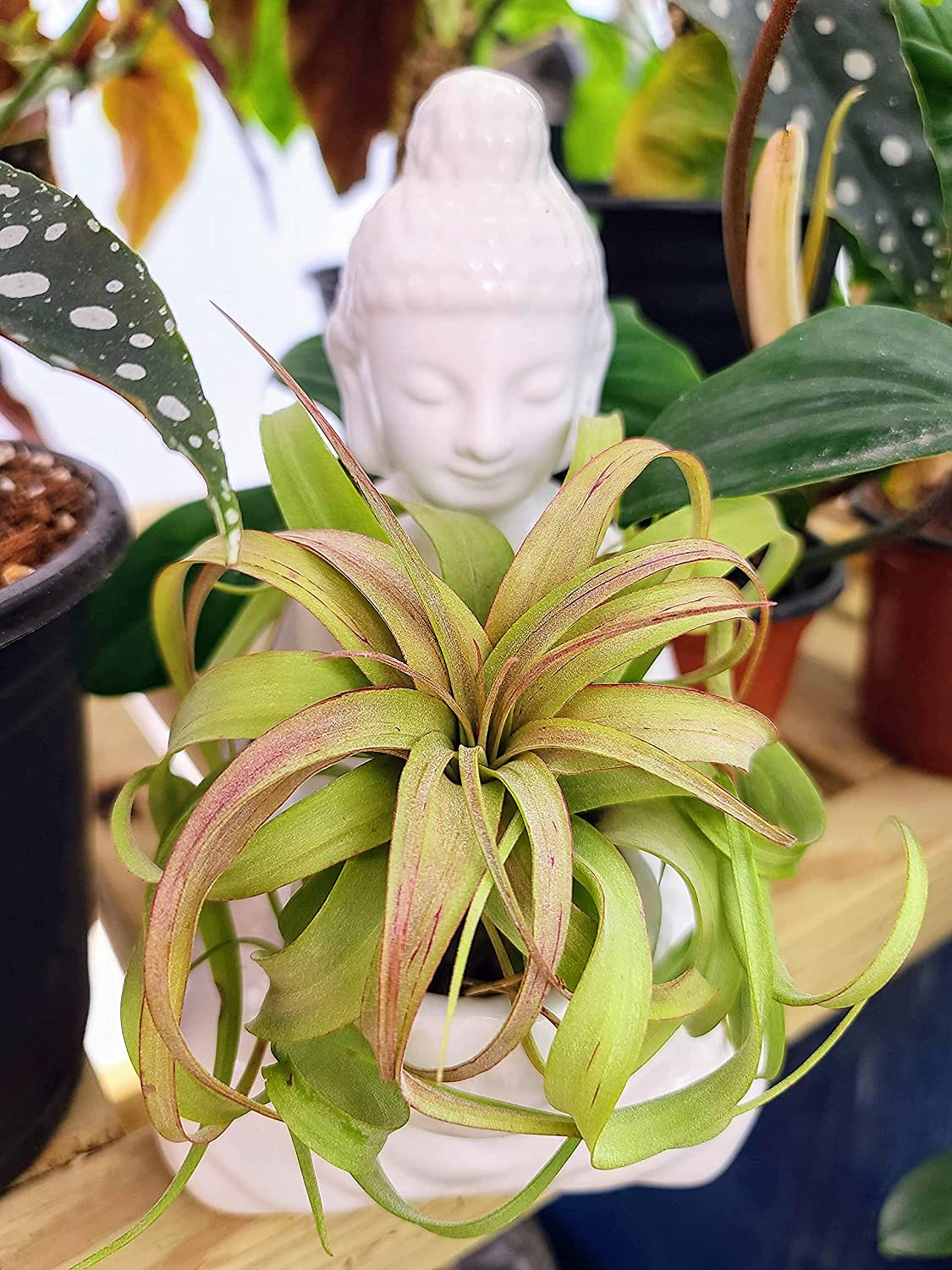 long stringy air plant Streptophylla Hybrid Air Plant (Large)