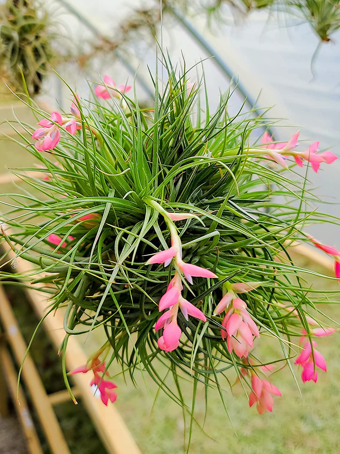 tillandsia stricta air plant Stricta Air Plant