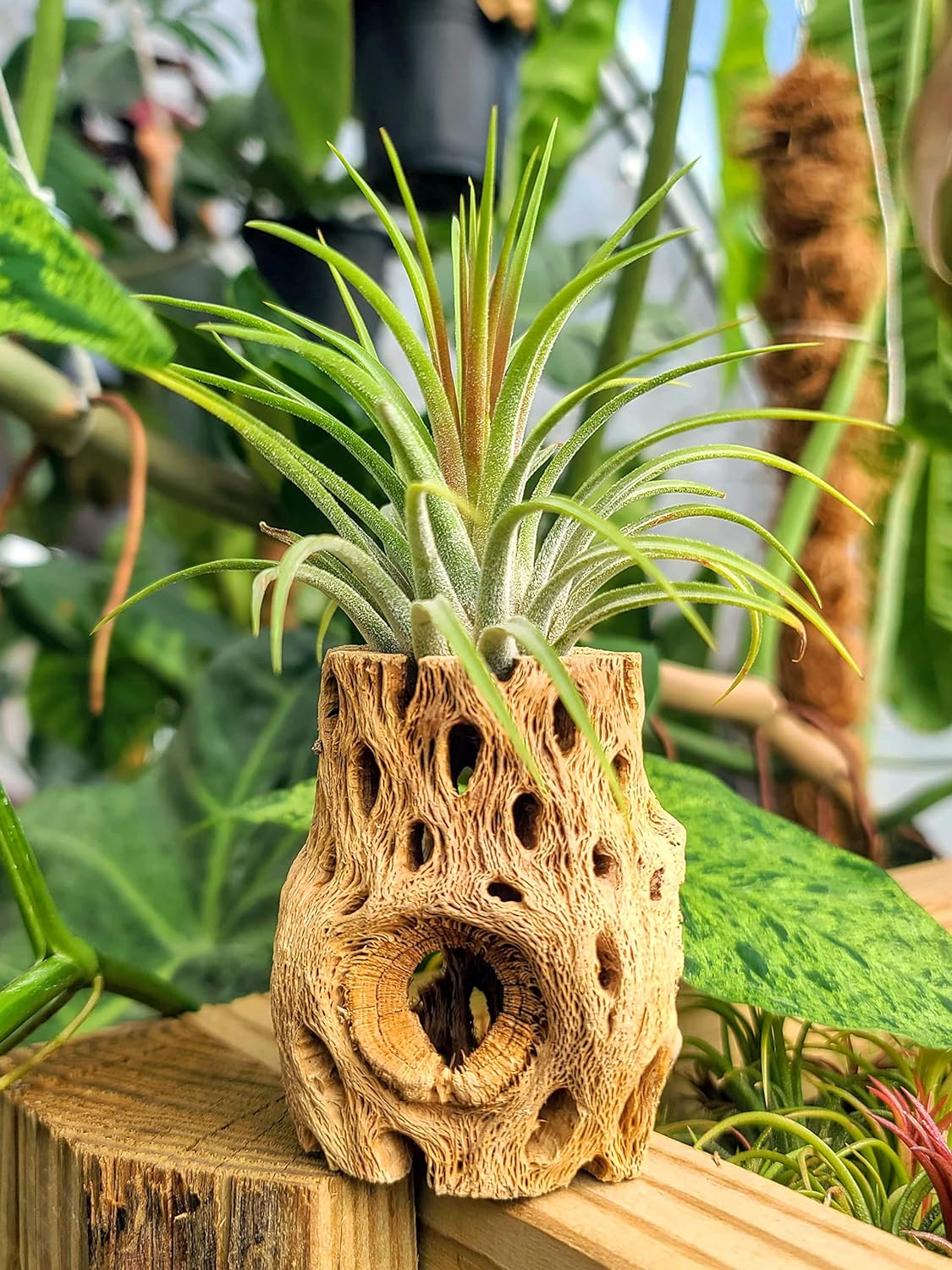 air plant medium Ionantha Rubra Air Plant (Medium)