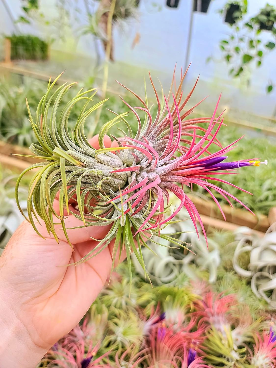 rubra air plant care Ionantha Rubra Air Plant (Medium)