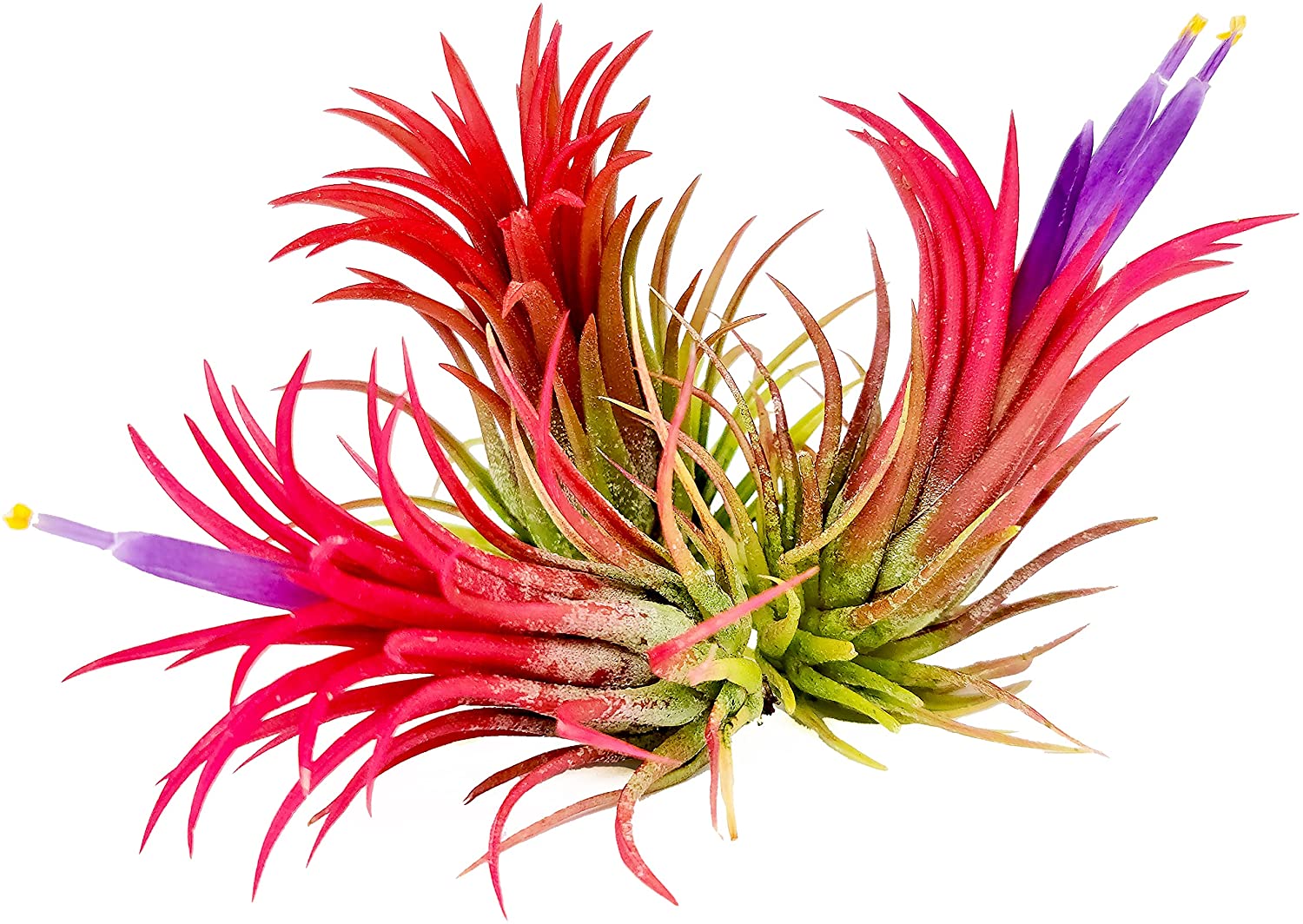 linguine air plant Colorful Air Plant Hand Selected Fast Growing Easy Care Low Maintenance Indoor Outdoor Houseplant Succulents Tillandsia Ionantha Fuego Awesome