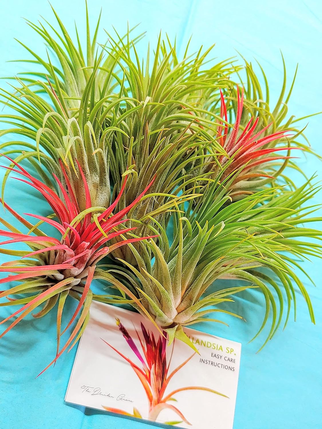 rubra air plant care Ionantha Rubra Air Plant (Medium)