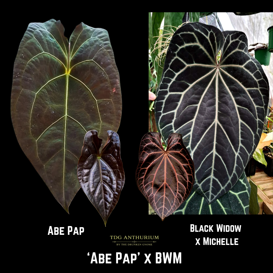 Abe Pap x (Black Widow x Michelle)