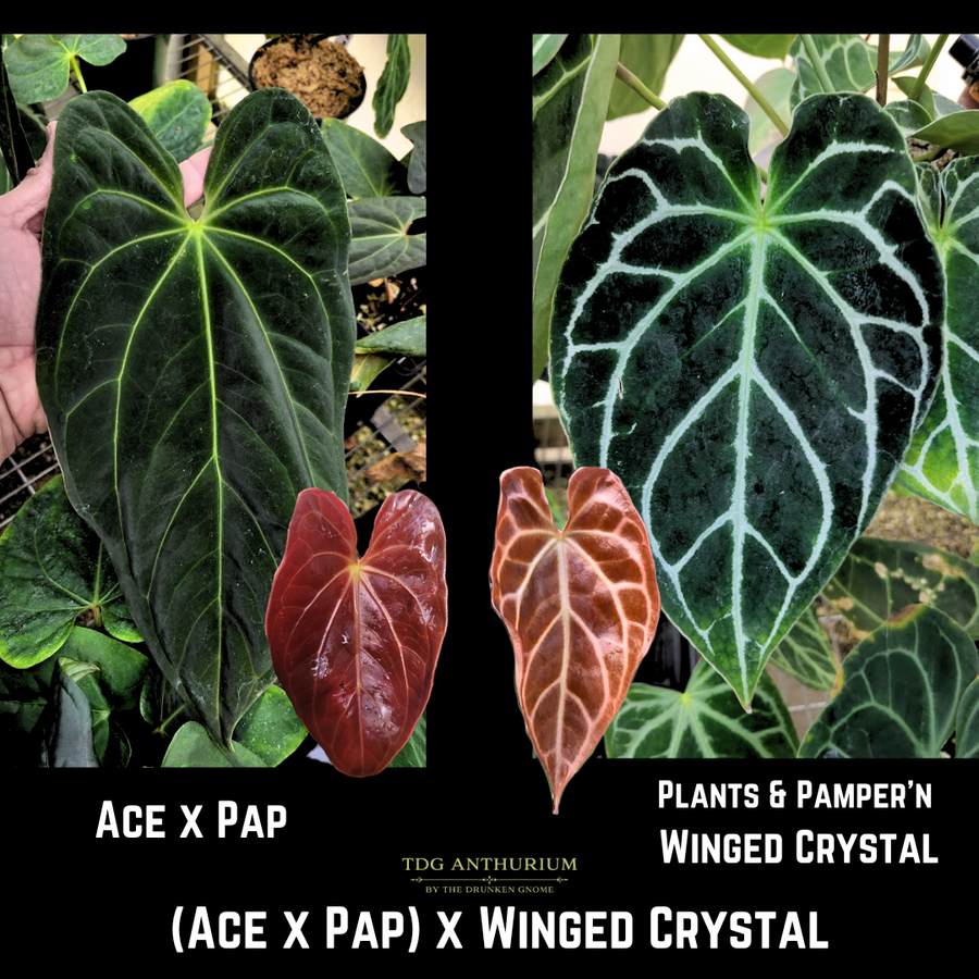 (Ace x Pap) x Winged Crystal