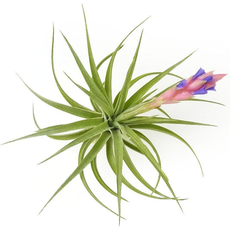 aeranthos air plant Aeranthos Air Plant