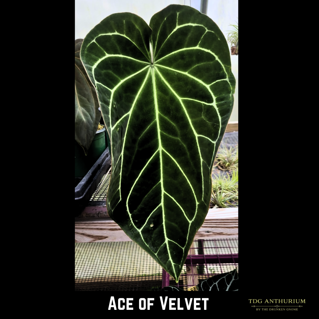 Ace of Velvet x Self