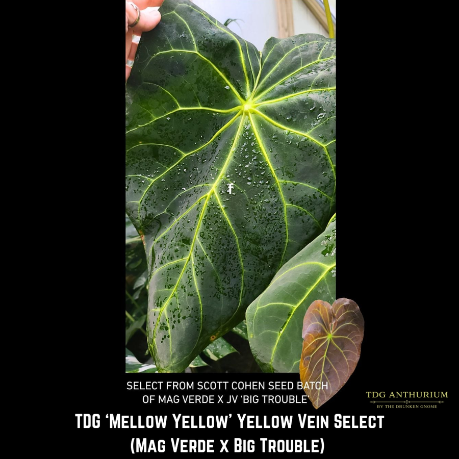 'Mellow Yellow' (Mag Verde x Big Trouble) x Open