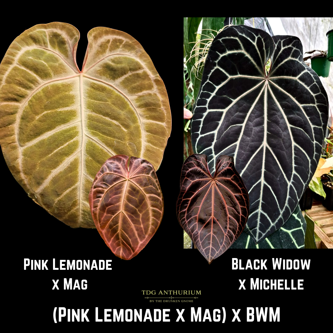 (Pink Lemonade x Mag) x (Black Widow x Michelle)