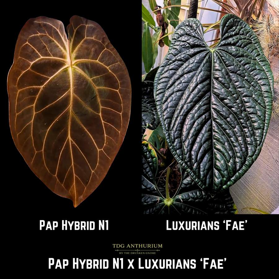 Pap Hybrid N1 x Luxurians 'Fae'