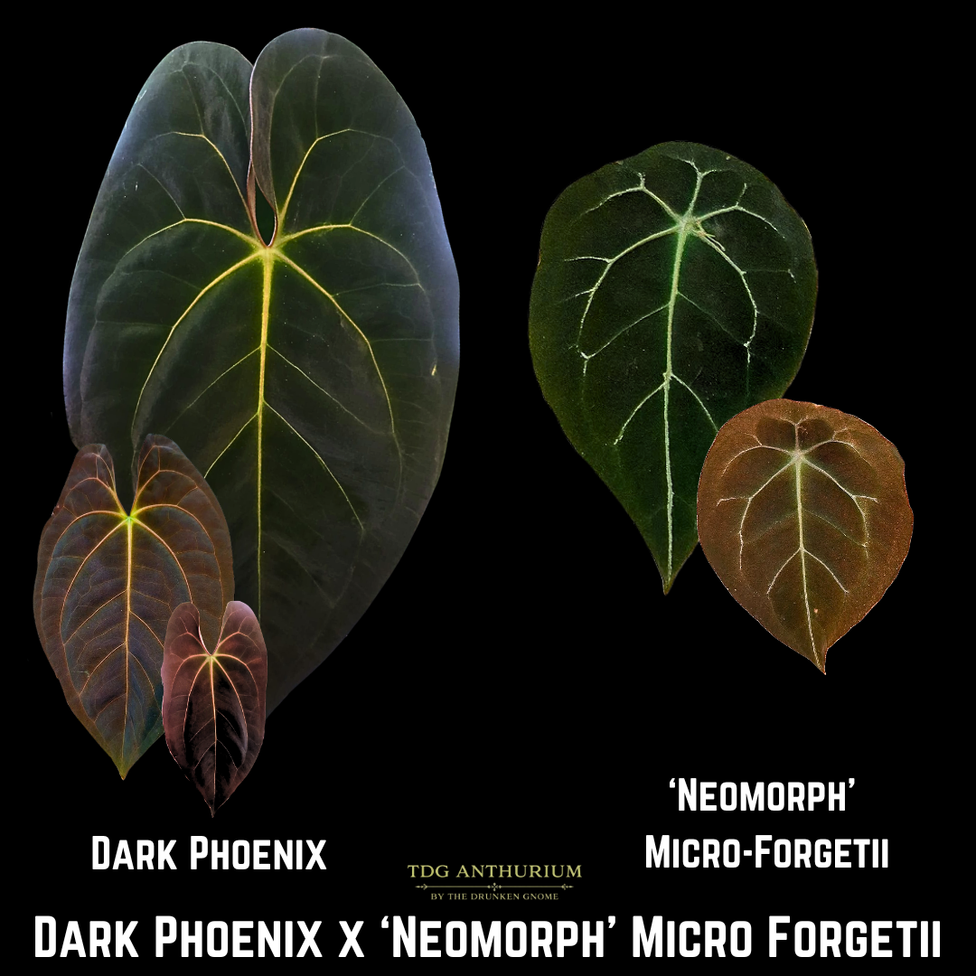 Dark Phoenix x 'Neomorph' Micro Forgetii