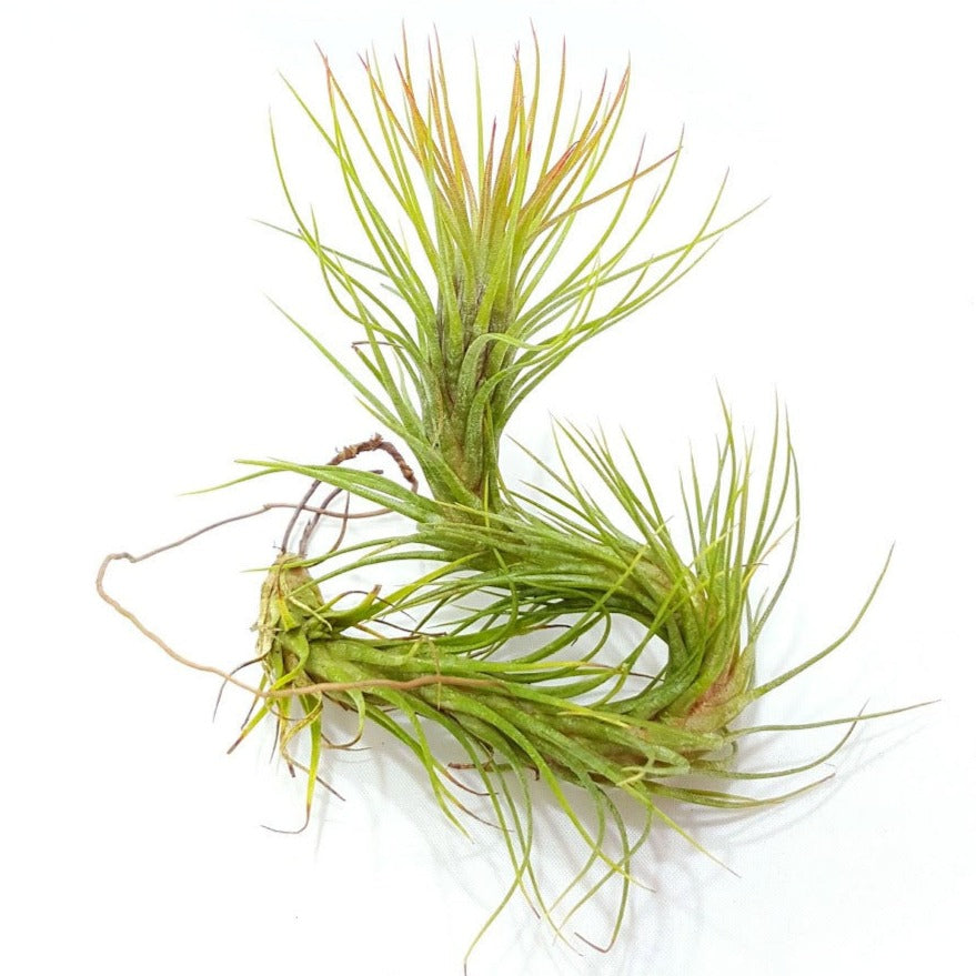 funckiana air plant care Funckiana Air Plant