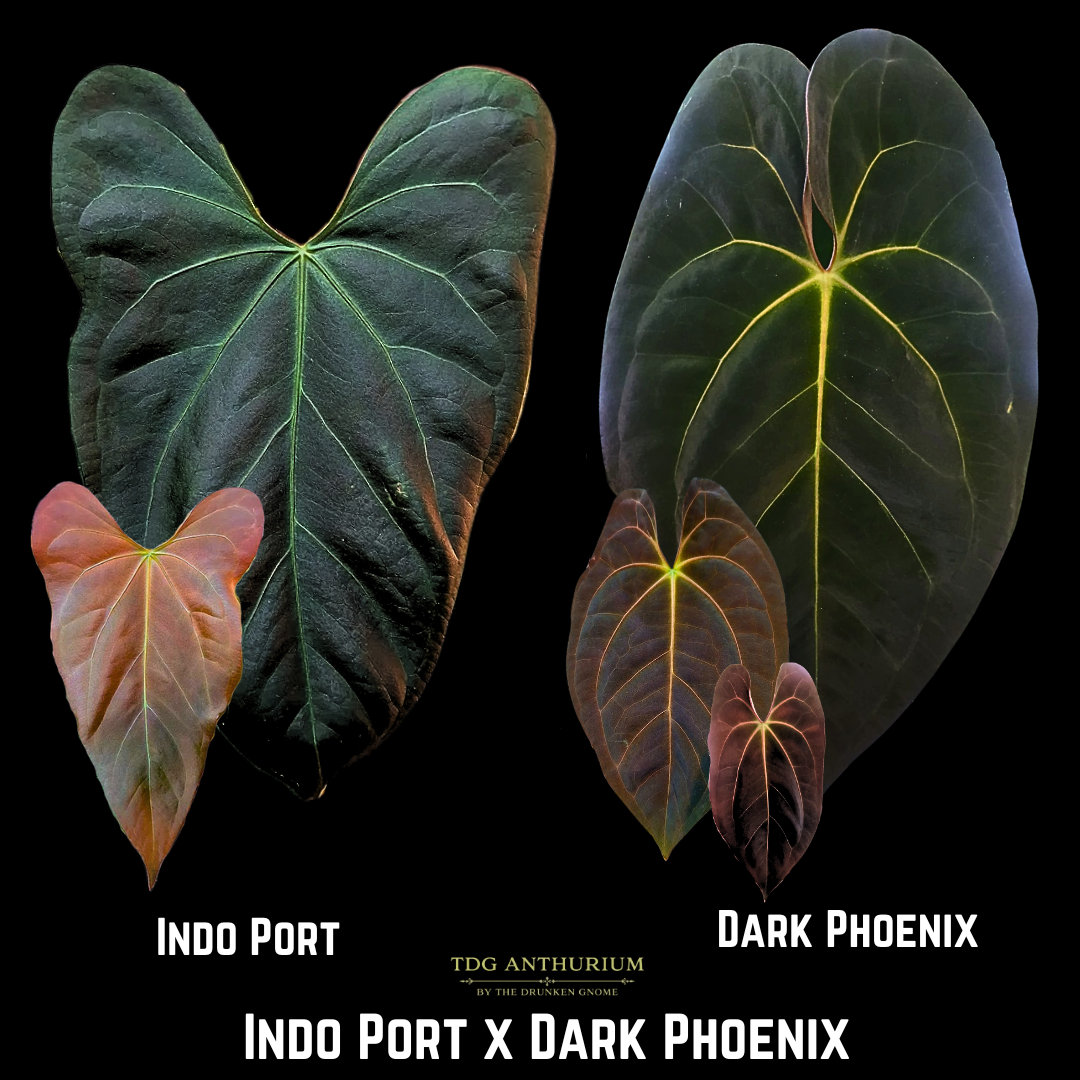 Indo Port x Dark Phoenix
