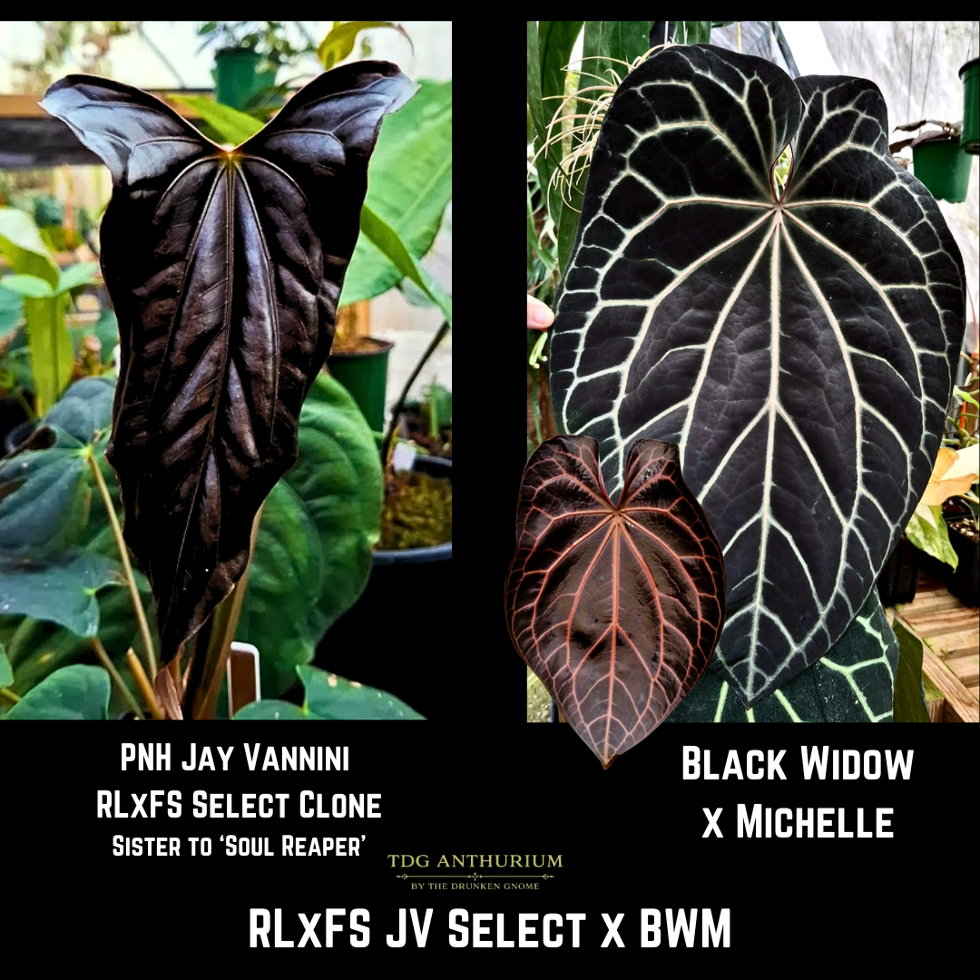 Jay Vannini RLxFS Select Clone x (Black Widow x Michelle)