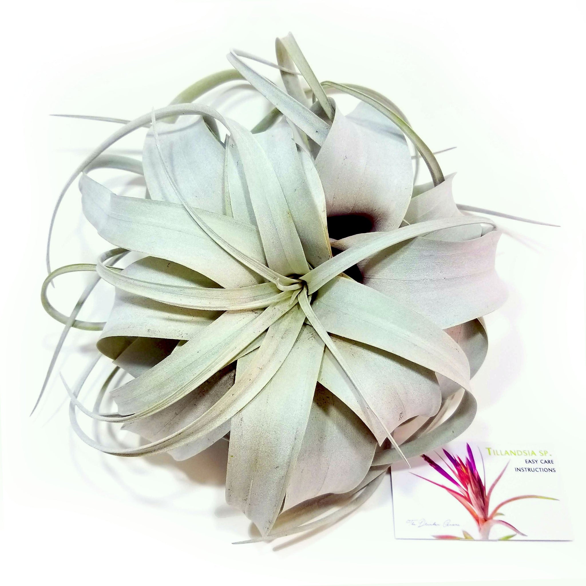 xero air plant Xerographica Air Plant (X-Large)