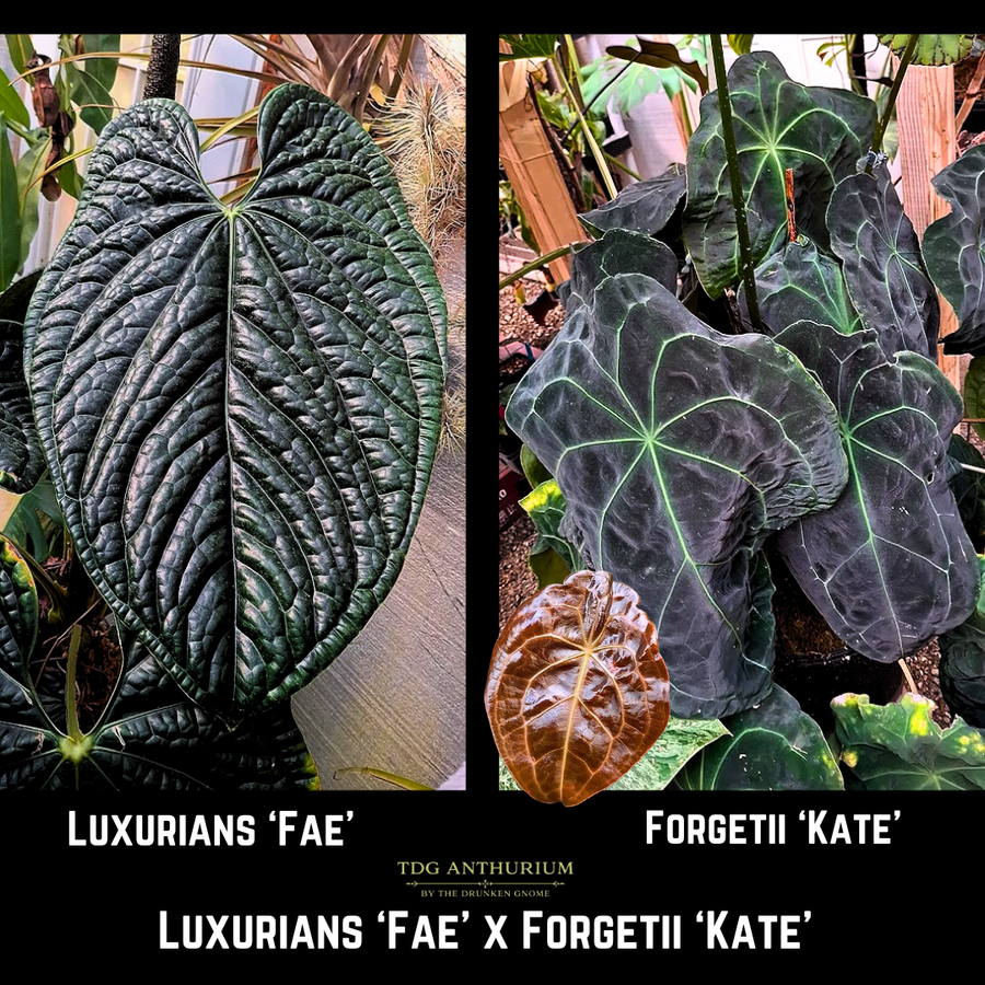 Luxurians 'Fae' x Forgetii 'Kate'