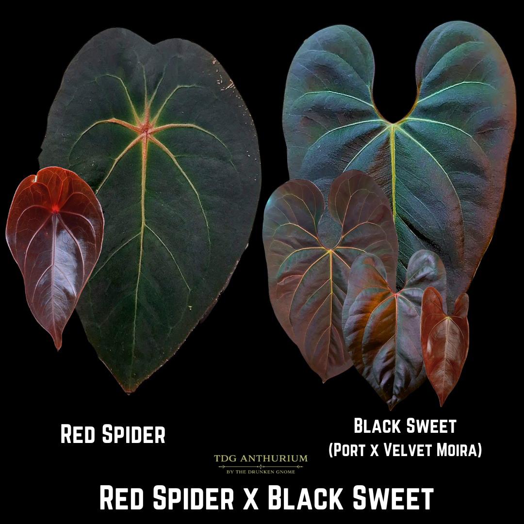 Red Spider x Black Sweet