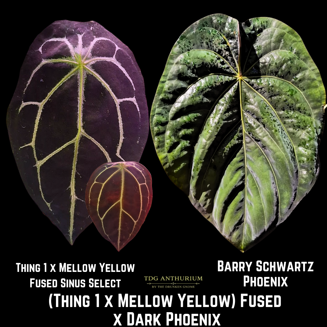 (Thing 1 x Mellow Yellow) Fused x Barry Schwartz OG Phoenix