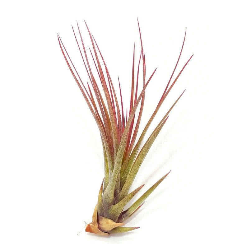 Tricolor Melanocrater Air Plant (Small)