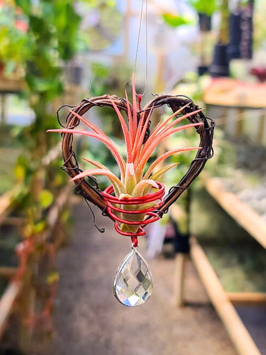 Natural Vine Heart Wreath Suncatcher w/ Ionantha Mexican (Red)