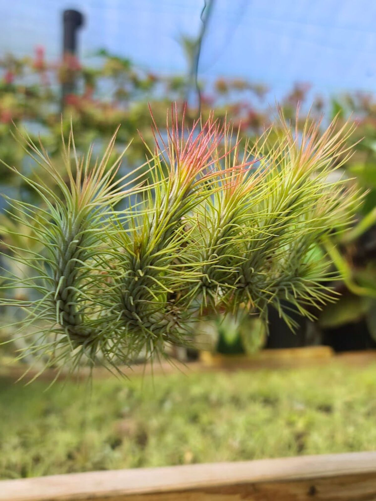 funkiana air plant Hanging Funckiana Air Plant Clump on Wire
