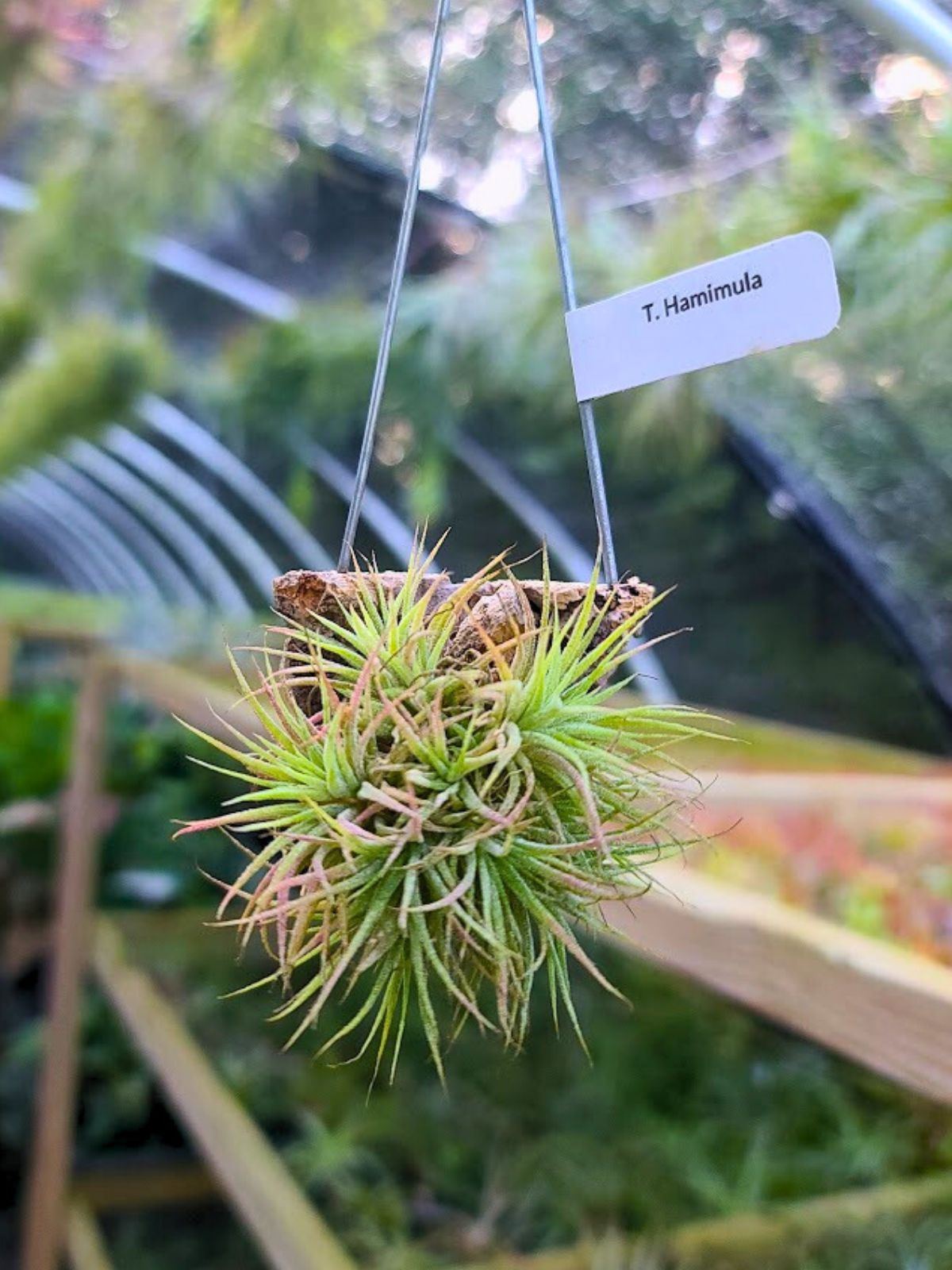 air plant clumps for sale Hanging Hamimula Air Plant Clump on Cork Bark Hanger