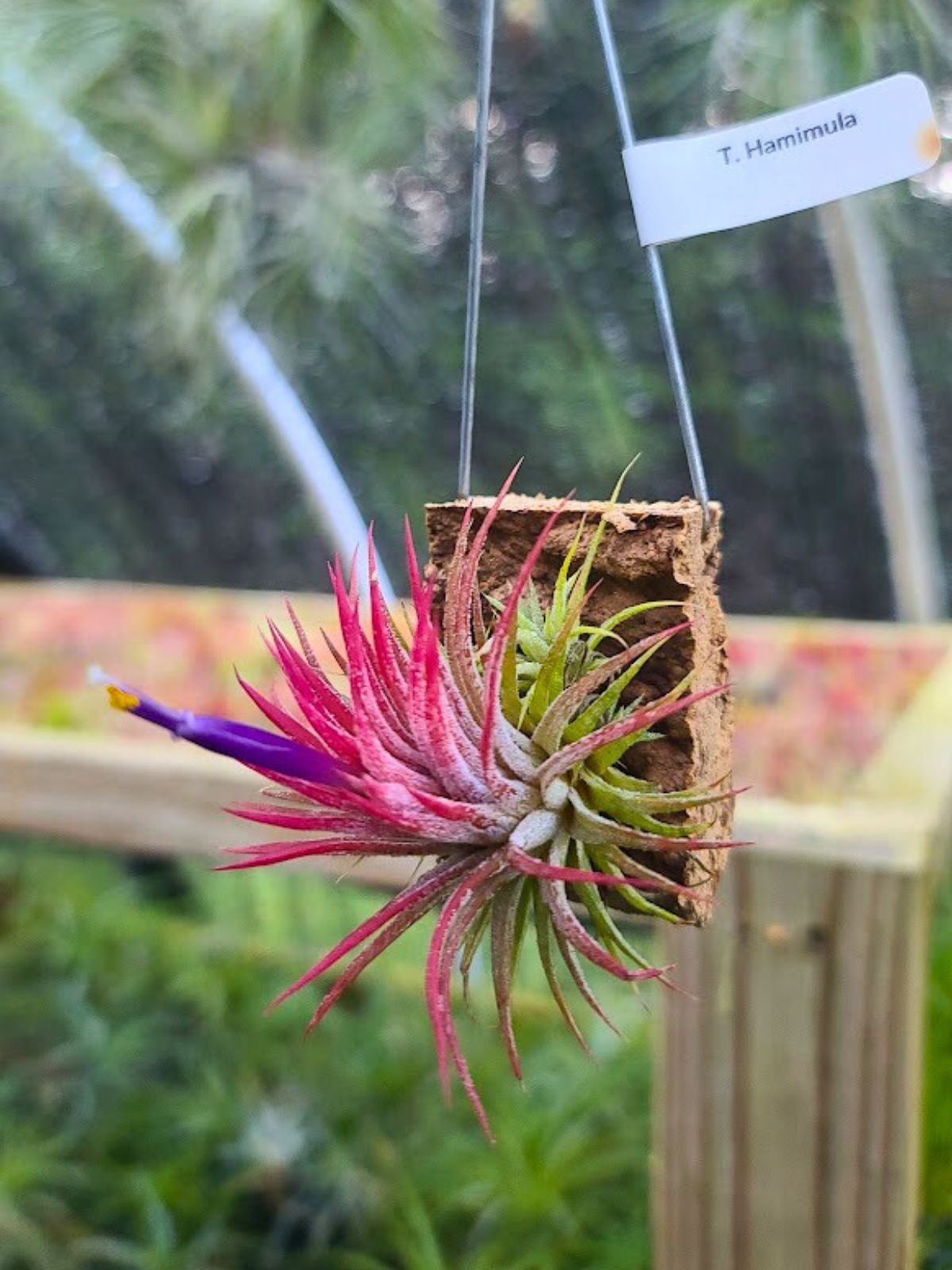 air plant cork Hanging Hamimula Air Plant Clump on Cork Bark Hanger