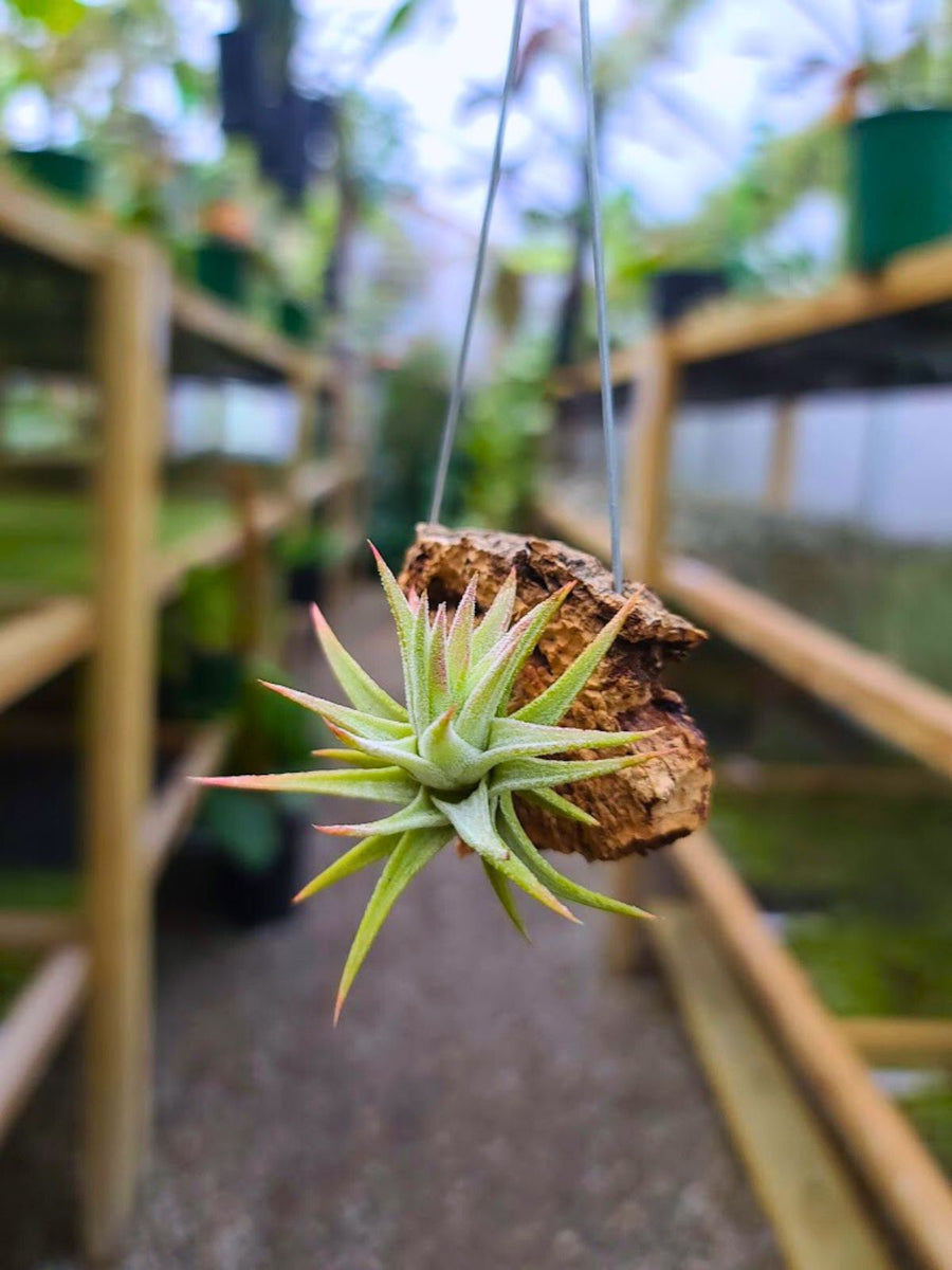 Hanging Ionantha Vanhyningii Air Plant on Cork Bark Hanger