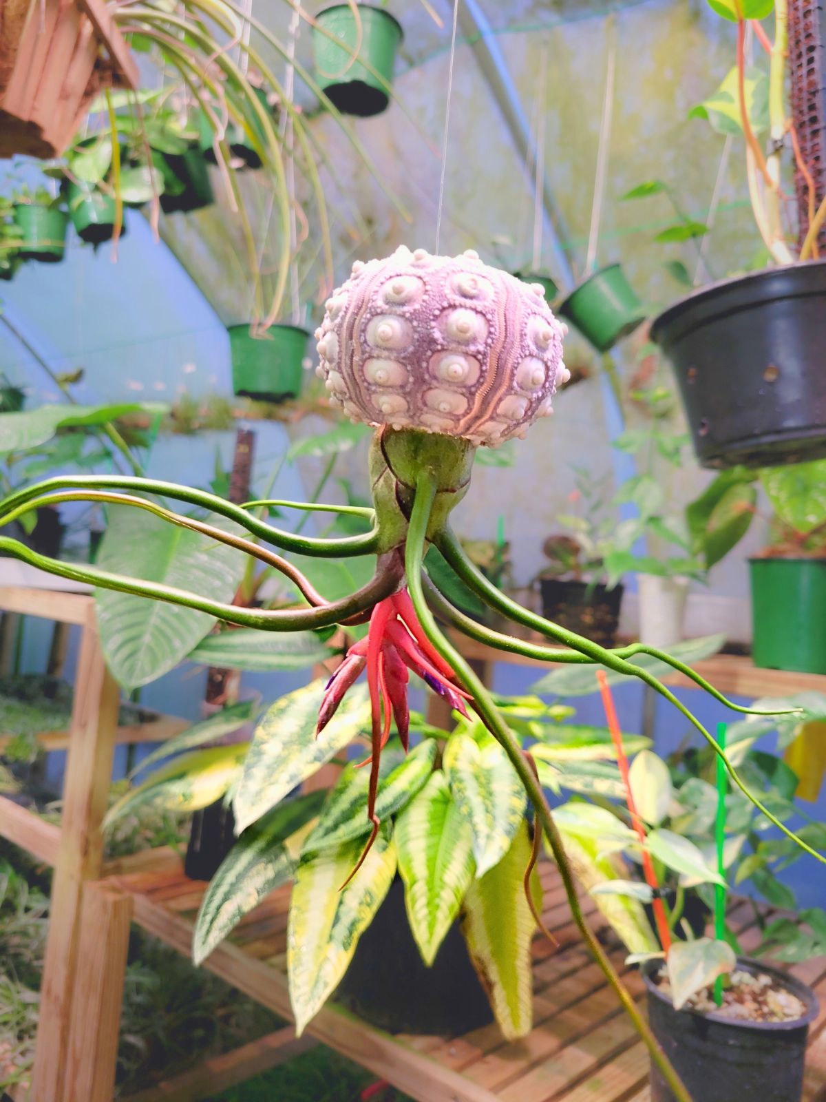 air jelly plant Bulbosa Belize Hanging Urch Jelly
