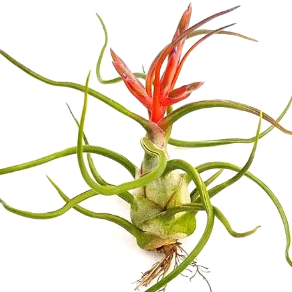 bulbosa belize air plant Bulbosa Belize Air Plant