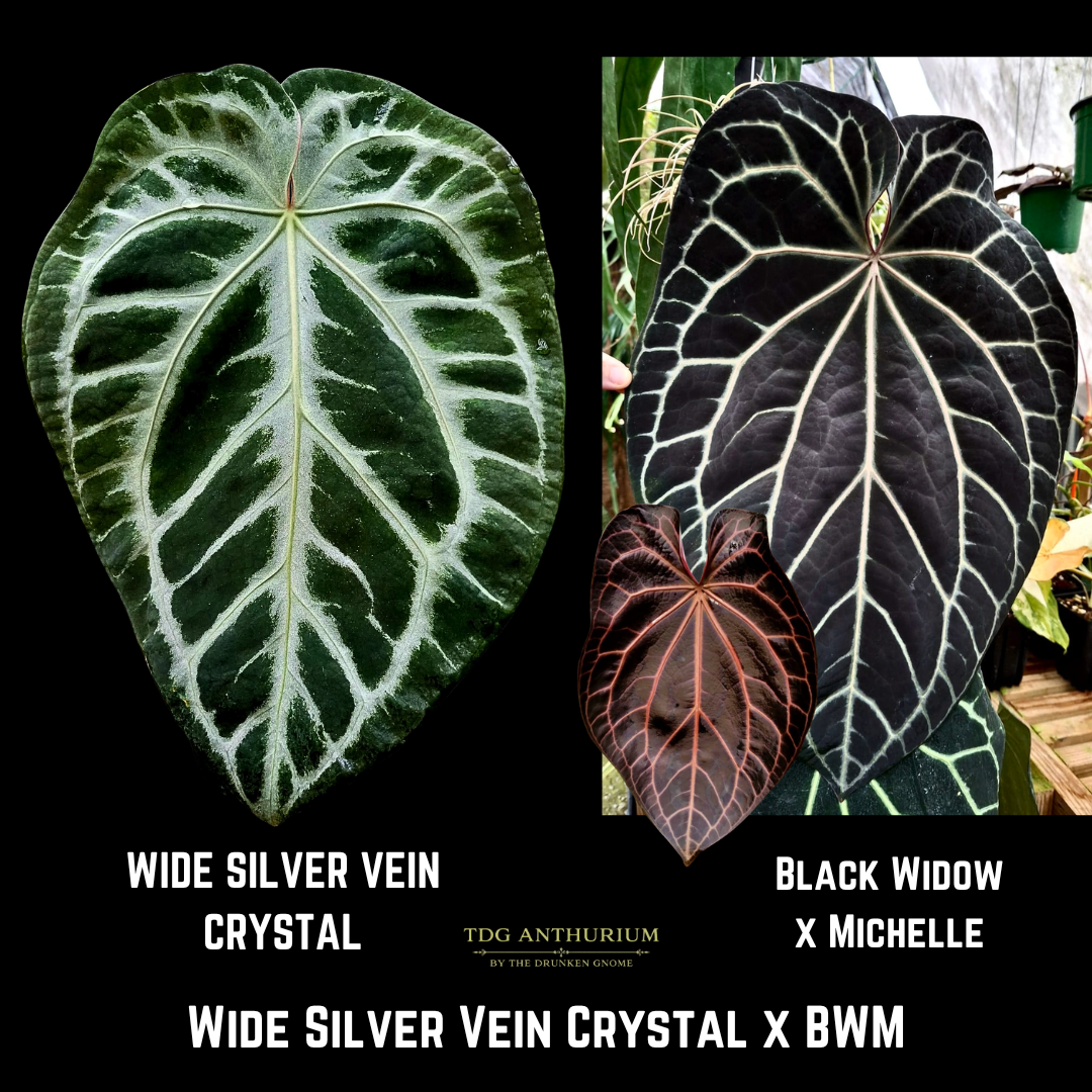 Wide Silver Vein Crystal x (Black Widow x Michelle)