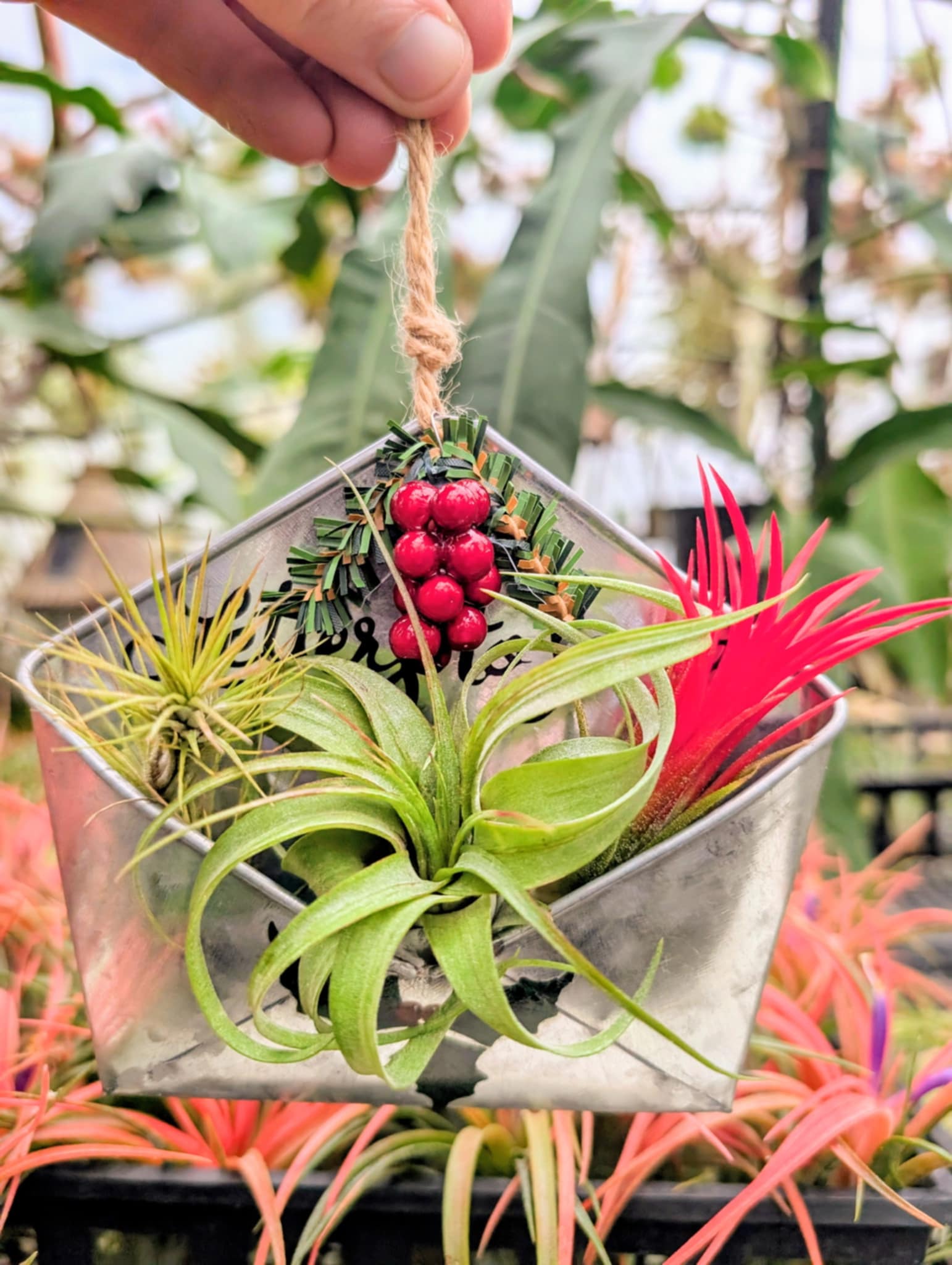 christmas air plants Christmas Gift
